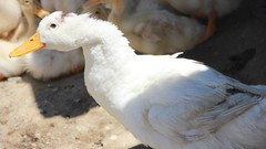 Ducks Hakkı.sidar Photography