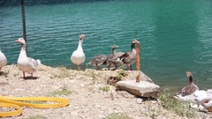 Ducks Hakkı.sidar Photography