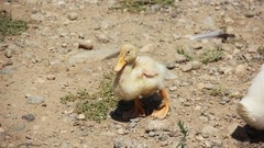 Ducks Hakkı.sidar Photography