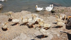 Ducks Hakkı.sidar Photography