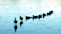 Ducks Lake widescreen Birds