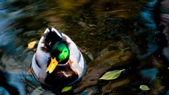 Ducks lakes wildlife mallard