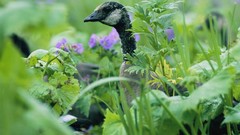 Ducks national geographic