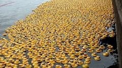 Ducks rubber ducks