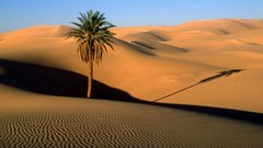 Dunes palm trees Sahara Desert deserts