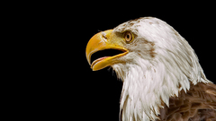 Eagle Birds bird