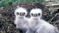 Eagle chicks high