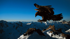 Eagle Eagles golden winding steinadler