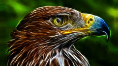 Eagle fractal images high Resolution