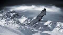 eagle Mountains snow Animals nature Birds wings flying