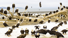 Eagle resting bald Eagles
