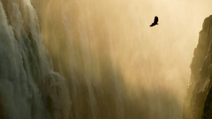 eagle waterfall landscape mist nature Birds Animals water