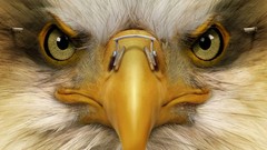 Eagles