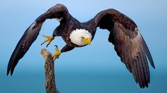 Eagles