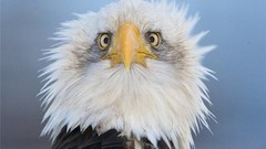 Eagles afro artwork 3d