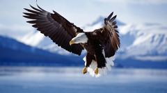 Eagles bald eagles