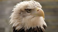 Eagles Birds Animals