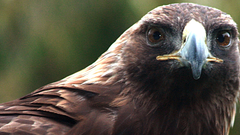 Eagles eagle animal Animals
