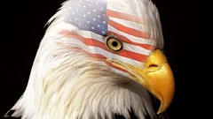 Eagles Flags USA bald