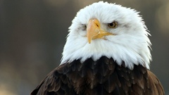 Eagles white head bird