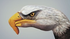 Eagles World Wildlife Fund