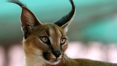 Ear brush lynx caracal
