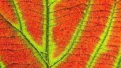 Earth national geographic