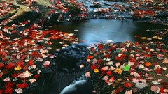 Earth nature planets wildlife