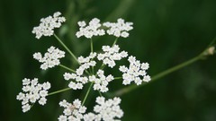 Earth outdoors Plants nature