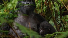 Earth Parks national geographic gorillas
