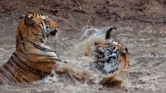 Earth Tigers national geographic