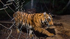 Earth Tigers national park national geographic
