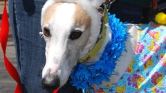 Easter dog high animal