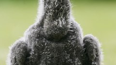 Eb celebutopia Isa high