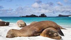 Ecuador sea lions Galapagos