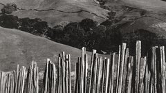 Edward weston old big