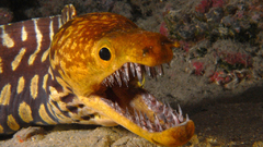 Eels fangs Moray