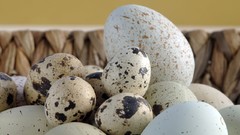 Eggs