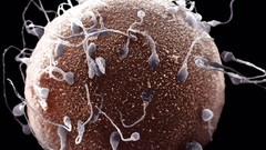 Eggs biology sperm fecundation