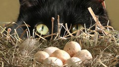 Eggs cats Animals nest
