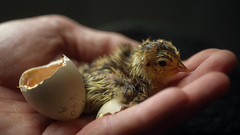 Eggs Chickens chicks baby