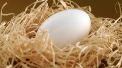 Eggs nest