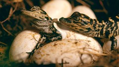 Eggs nest Reptiles baby animals alligators