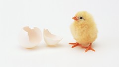 Eggs white background chicks (chickens) baby birds