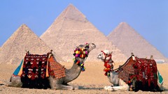 Egypt Camels