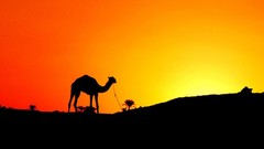 Egypt Camels deserts
