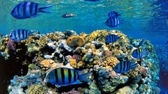 Egypt com uggest s4w scissortailsergeants rasumnsid 