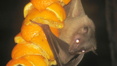 Egyptian fruitbat arp high