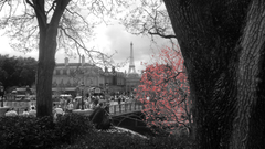 Eiffel Tower Paris Trees