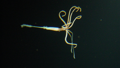 Eight armed squid hires